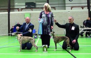 IMG_9346-BOB BOS Veteraan Whippet-90-129 