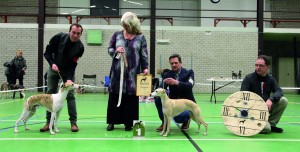 IMG_9352-BOB BOS Whippet Clubwinnaar 